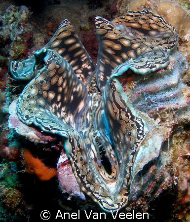 Giant clam taken at Nabq park with Olympus SP350. by Anel Van Veelen 
