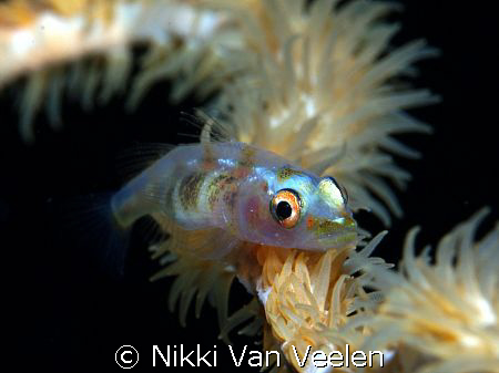 "Balancing act" taken at Shark Observatory with E300 and ... by Nikki Van Veelen 