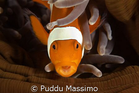 nikon d7os 60mm macro by Puddu Massimo 