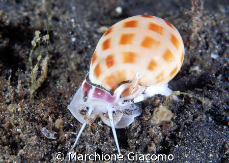 The shell: Nikon D200 , 60 macro , two strobo
Lembeh str... by Marchione Giacomo 