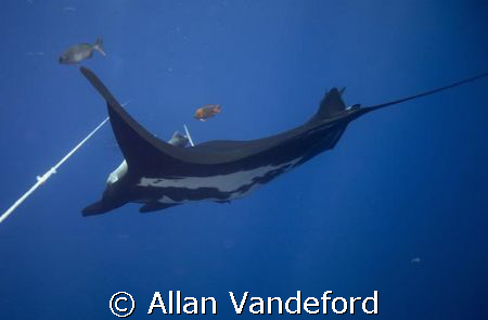Fly Bye. Manta passing below the stern line of Solmar V. ... by Allan Vandeford 