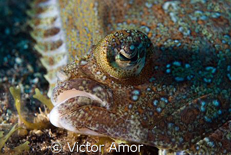 Single eye by Victor Amor 
