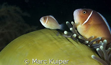 two pink anemonefish in anemone, accompanied by shrimp. by Marc Kuiper 