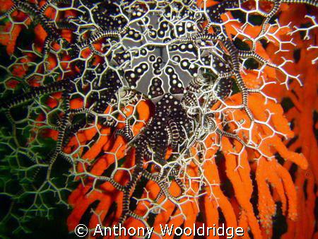 Basket Star, taken at Scotsman Reef in Port Elizabeth. IS... by Anthony Wooldridge 