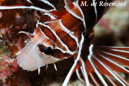 Lionfish by night at Tapu.D50/105mm (Borabora) by Moeava De Rosemont 