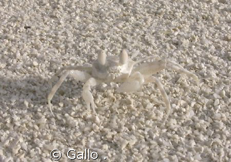 I'm invisible by Gallo . 