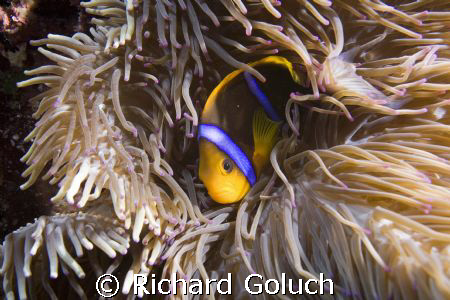 Anemonefish-Palau by Richard Goluch 