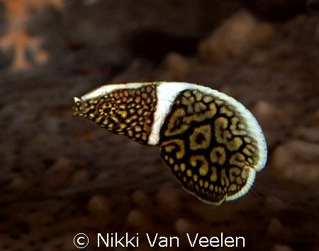 Juvenile lined wrasse taken at Shark Observatory, Ras Moh... by Nikki Van Veelen 
