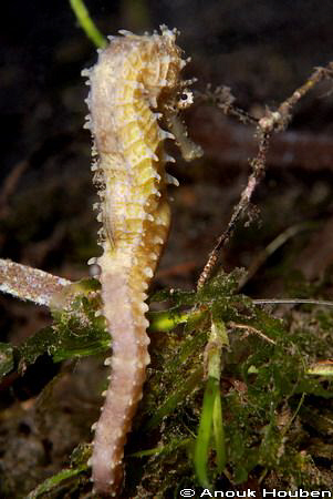 I'm shy...
Yellow thorny seahorse, Hipppocampus histrix.... by Anouk Houben 