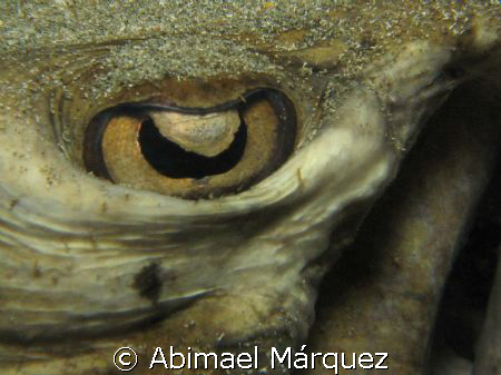 The Eye of The Stingray by Abimael Márquez 