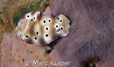 risbecia tryoni. by Marc Kuiper 