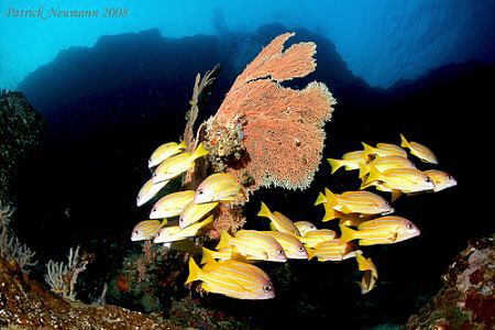 Yellow

this image i shot at Western Rocky/Burma. We ha... by Patrick Neumann 