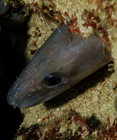 Nikon D80, 60mm. Conger eel by Andy Kutsch 