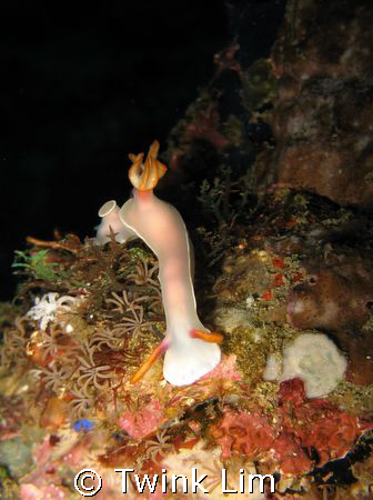 Hypselodoris bullocki. Taken in Anilao.Internal flash by Twink Lim 