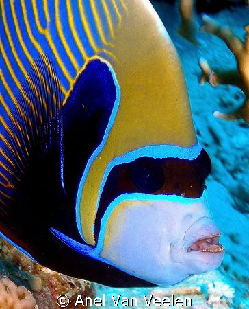 Emperor angelfish taken with Olympus SP350. by Anel Van Veelen 