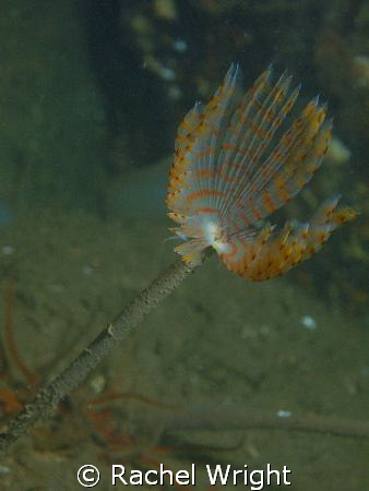 Peacock Worm in Loch Fyne, Scotland by Rachel Wright 