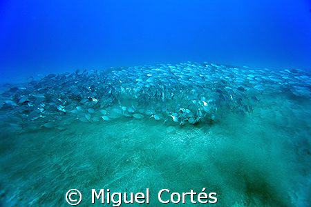 Marabunta....hundreds of white trevallies seeking food de... by Miguel Cortés 