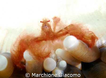 The monkey: Orangu tan- Nikon D200 , macro 60 , two strob... by Marchione Giacomo 