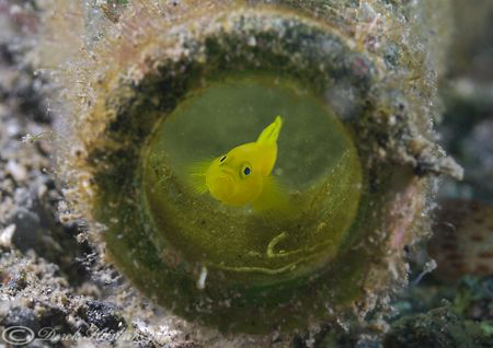 Yellow coral goby at home in a bottle. Lembeh straits. D2... by Derek Haslam 