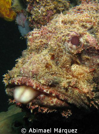 The Jester Scorpionfish by Abimael Márquez 