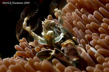 Fishing for food

This little beautyposed for me at Ora... by Patrick Neumann 