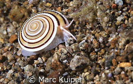 architectonica species. by Marc Kuiper 