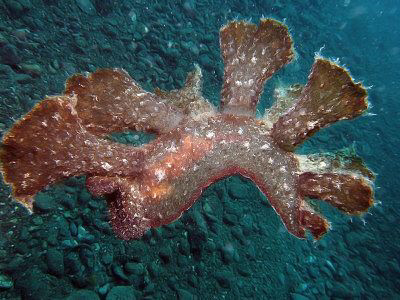 Swimming Nudibranch  by Paul Ng 