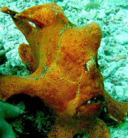 GIANT FROGFISH by Bernard Maglana 