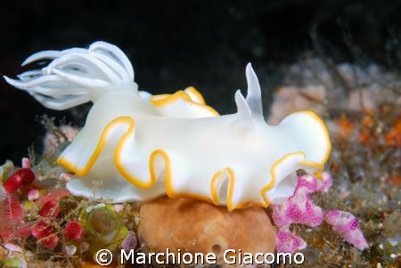 Blanchè: Walea 2008-Tonjian island
Nikon D200 , 60 macro... by Marchione Giacomo 