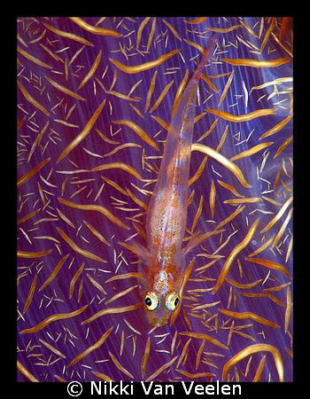 Goby on soft coral taken at Shark Observatory with E300 a... by Nikki Van Veelen 