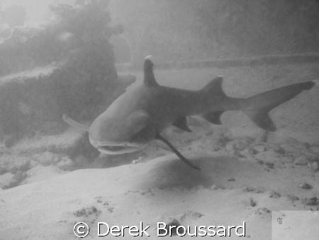 6' whitetip  by Derek Broussard 