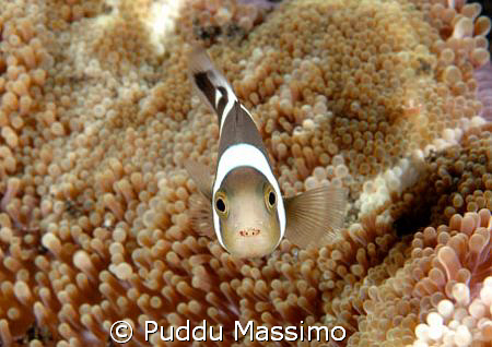 nikon d7os 60mm macro,manado by Puddu Massimo 