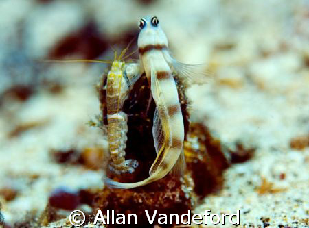 Takin' a break.  Near Barracuda Point, Mary Island, Solom... by Allan Vandeford 