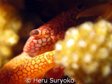 hidden crab by Heru Suryoko 