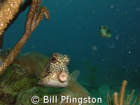 Trunk fish  by Bill Pfingston 