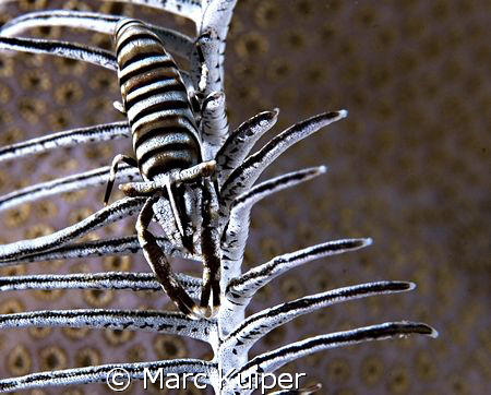 crinoid shrimp in featherstar. by Marc Kuiper 
