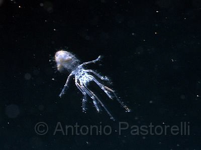 Plancton Super macro. Taken to "Tahioae village" in "Nuku... by Antonio Pastorelli 
