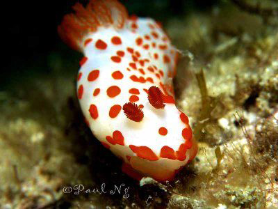 Dive in Perhentian by Paul Ng 