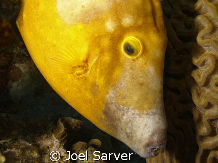 spotted file fish
Olympus SP350 with dual strobes by Joel Sarver 