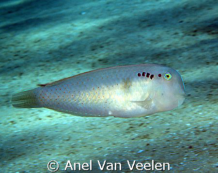 Razorfish taken at Campsite 1, Ras Mohamed Park by Anel Van Veelen 