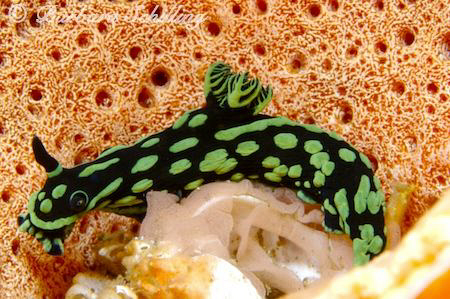 Nudibranch caring for her off spring! Taken with a Canon ... by Barbara Schilling 