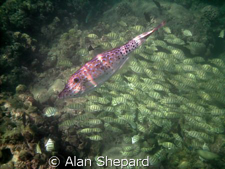 Hey, Buddy!  Don't block the shot!  by Alan Shepard 