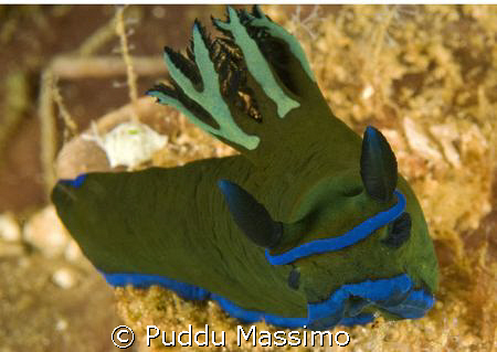 LEMBEH STRAIT,NIKON D2X 60MM MACRO by Puddu Massimo 