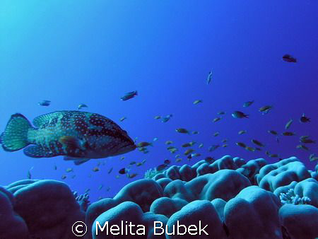 Big Brother by Melita Bubek 