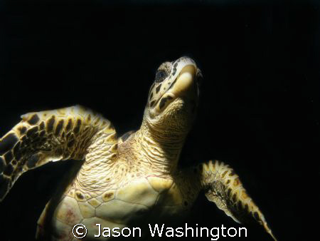 Young Hawksbill by Jason Washington 