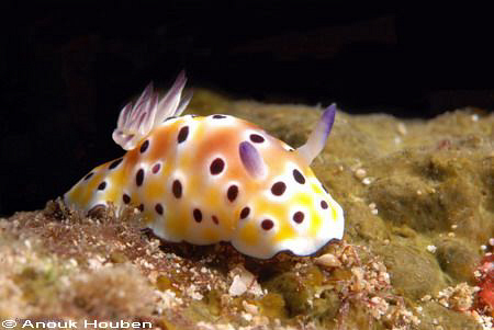 Chromodoris leopardus. Picture taken in Weligama, Sri Lanka. by Anouk Houben 