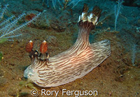 Red-lined Jorunna (jorunna rubescens)
Tulamben Bali by Rory Ferguson 