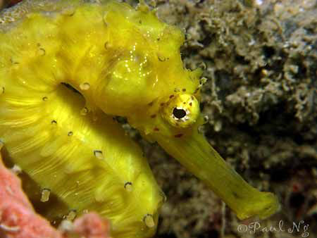 Seahorse by Paul Ng 