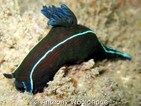 Black nudibranch taken on the Haerlem in Port Elizabeth. ... by Anthony Wooldridge 