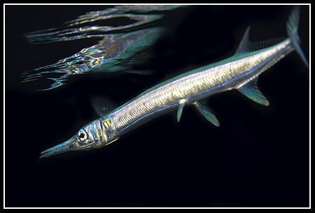 100 mm macro, Marsa Alam 2008 by Dejan Sarman 